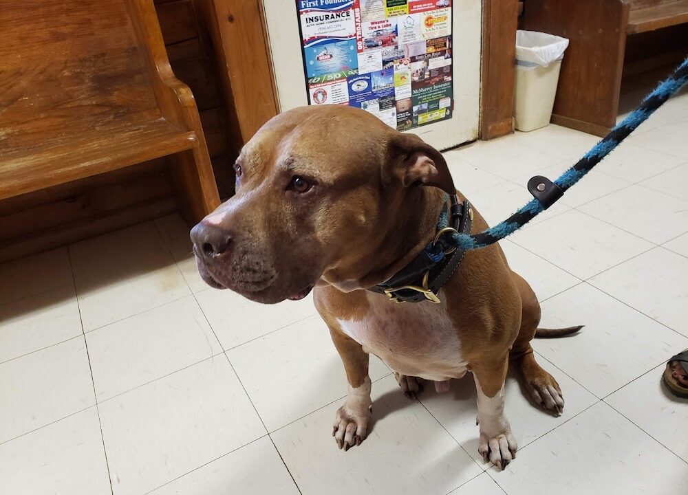 Comprehensive Care for Your Pets: Why Cold Spring Veterinary Hospital is a Trusted Choice