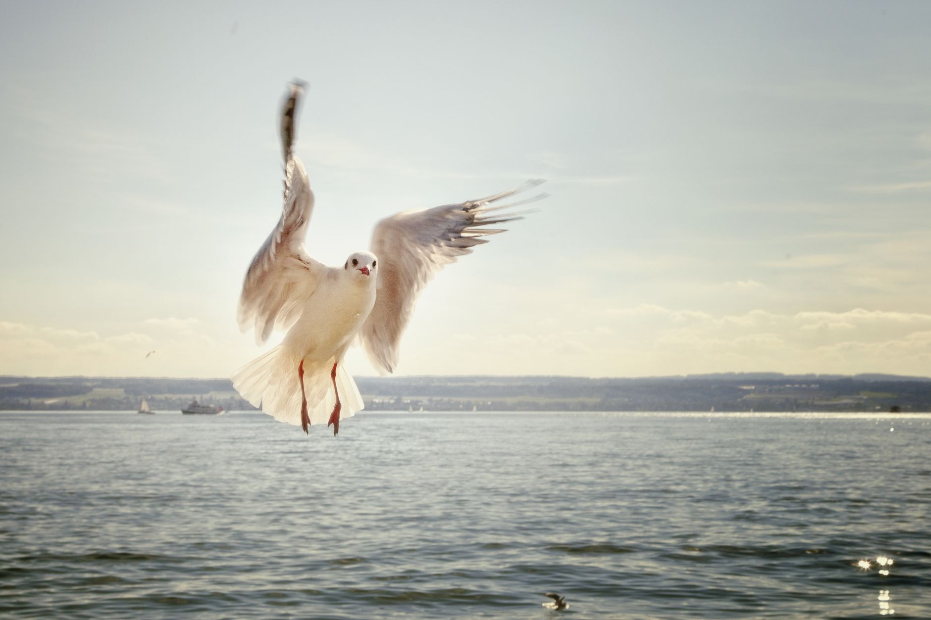 free-flying light sails